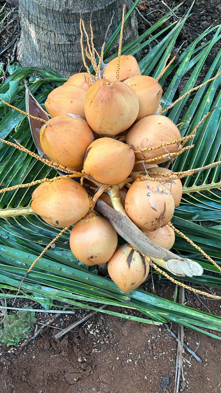 Fresh Coconut
